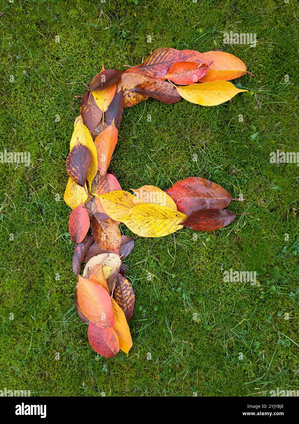 La lettera F è formata da foglie autunnali colorate su sfondo verde Foto Stock La lettera F è formata da foglie autunnali colorate su sfondo verde Foto Stock
