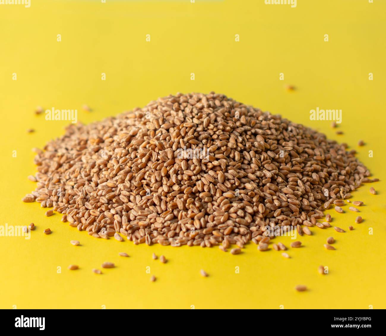 Mucchio di chicchi di grano isolato su sfondo colorato. Foto Stock