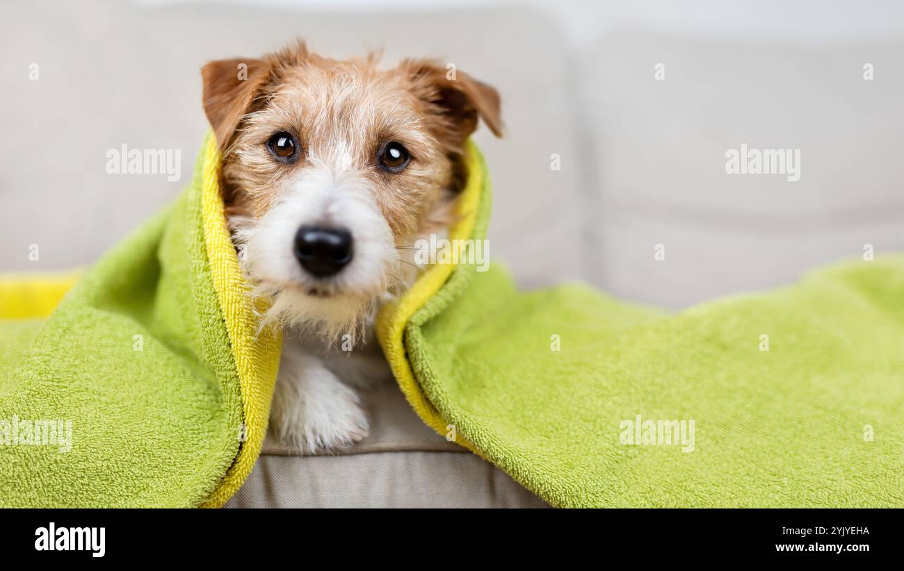 Faccia di un cucciolo di cane carino con un asciugamano sulla testa dopo il bagno Foto Stock