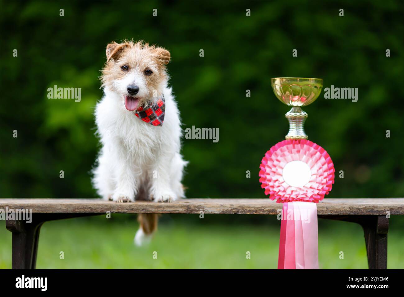 Simpatico cane felice con un trofeo e un nastro vincitore e un background competitivo di successo Foto Stock