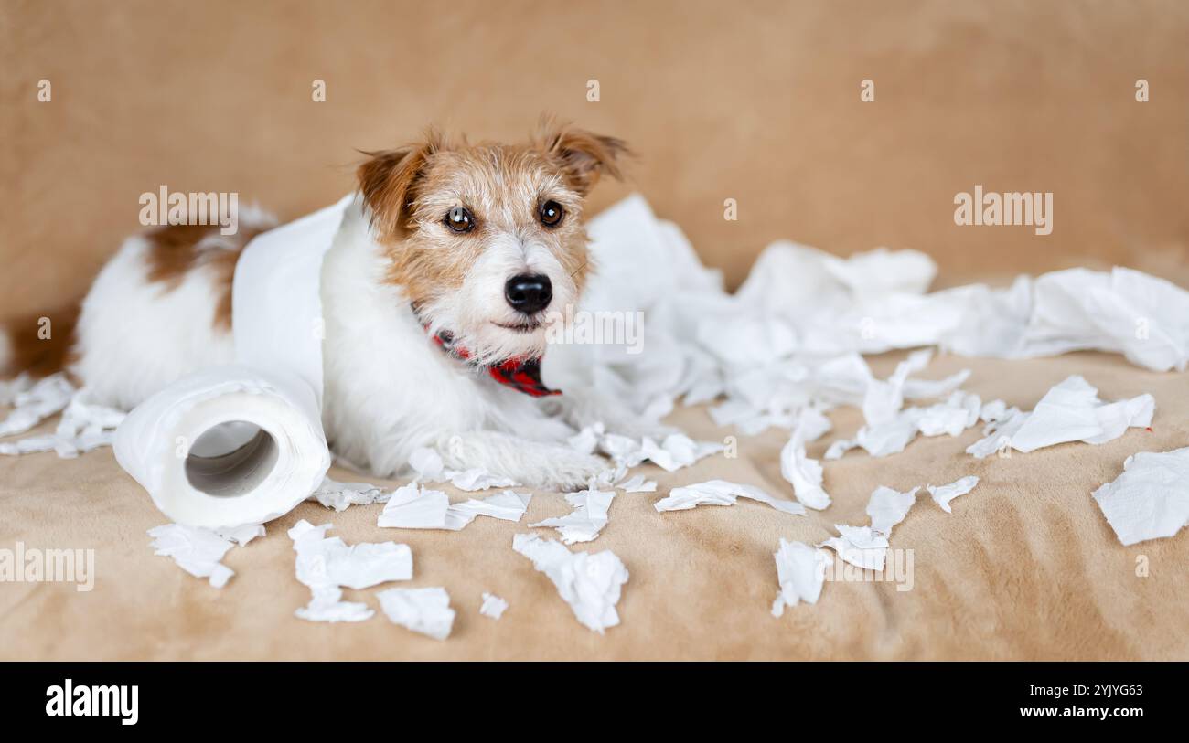 Cattivo cane malizioso dopo aver masticato la carta igienica Foto Stock