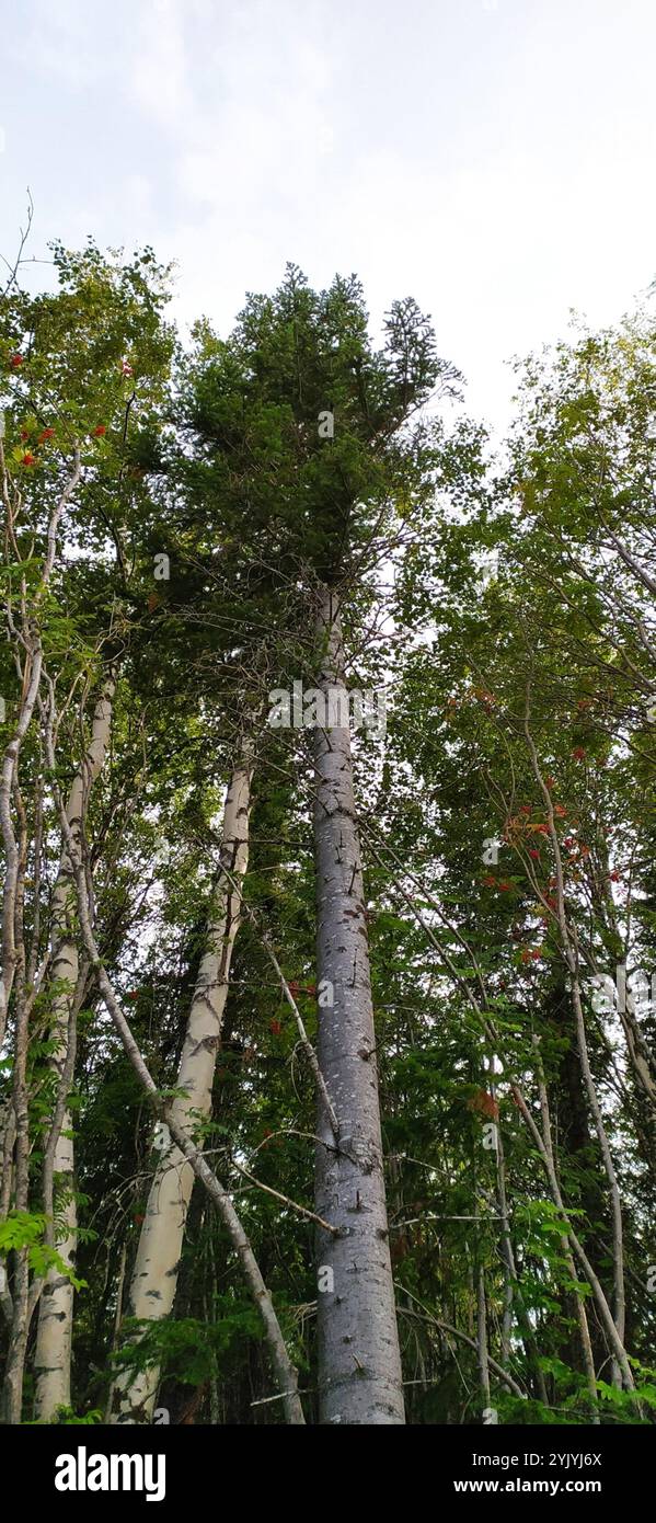 Abete siberiano (Abies sibirica) Foto Stock