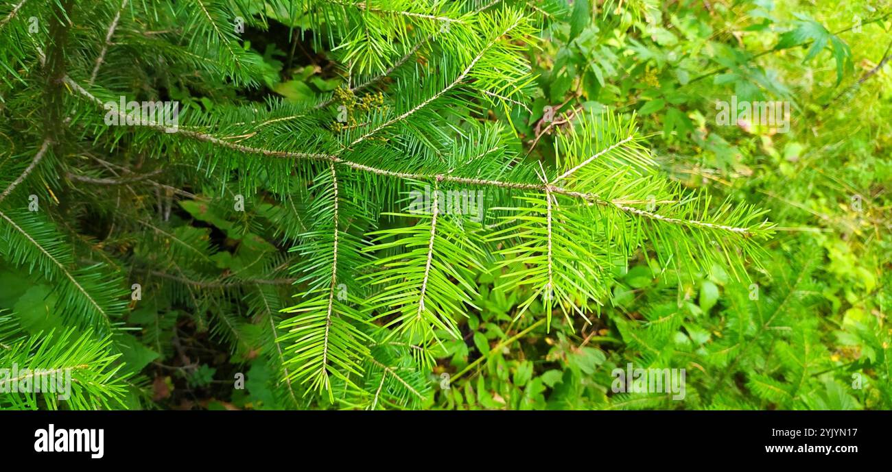 Abete siberiano (Abies sibirica) Foto Stock