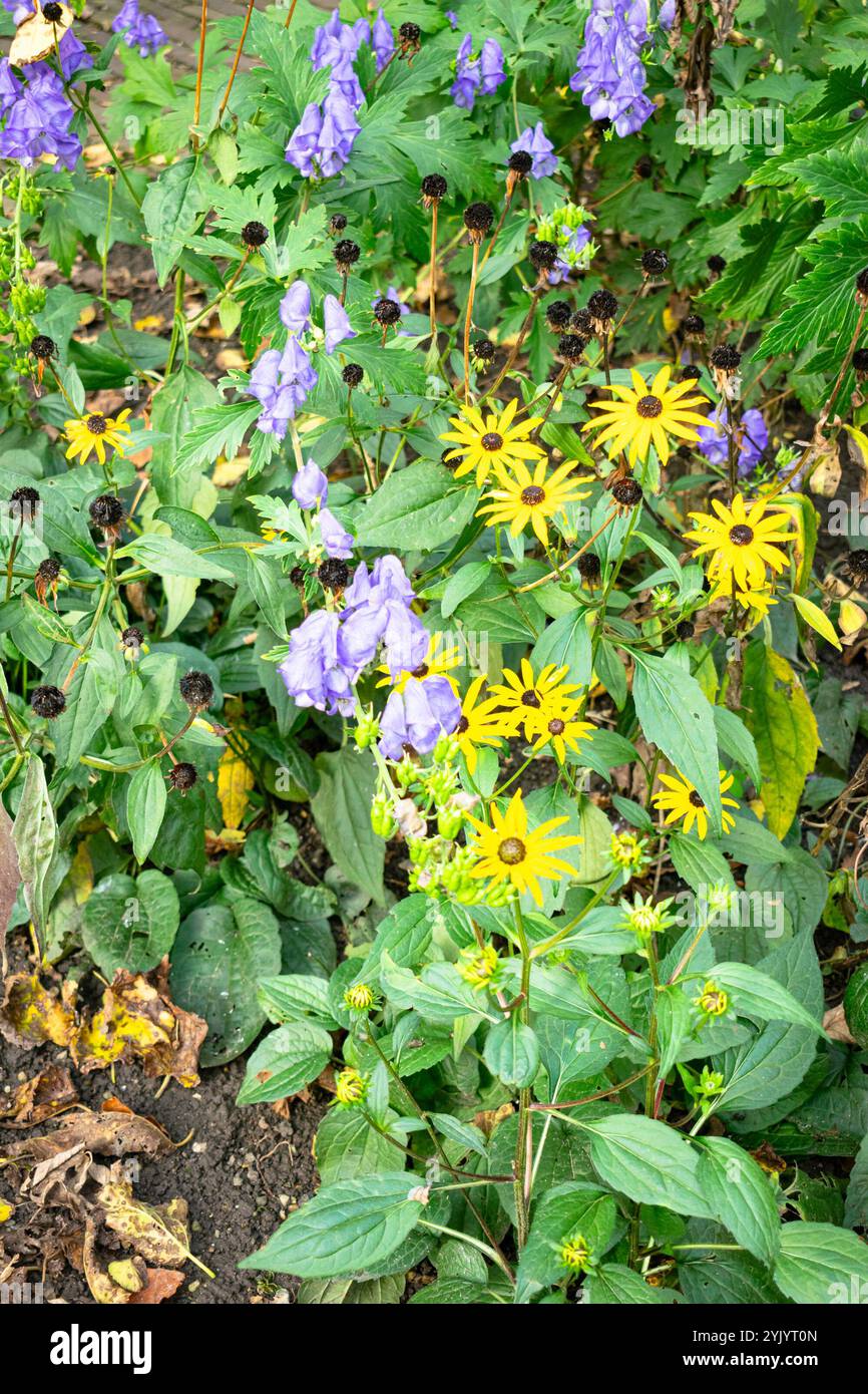 Fiori gialli e viola, un esempio di colori complementari o opposti in natura Foto Stock