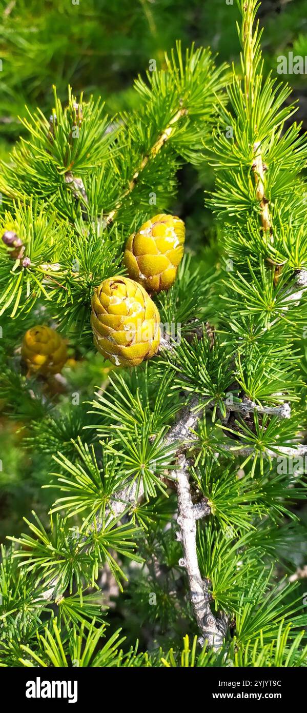 Larice siberiano (Larix sibirica) Foto Stock