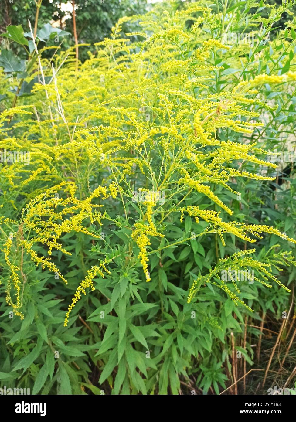 Canada oro (Solidago canadensis) Foto Stock