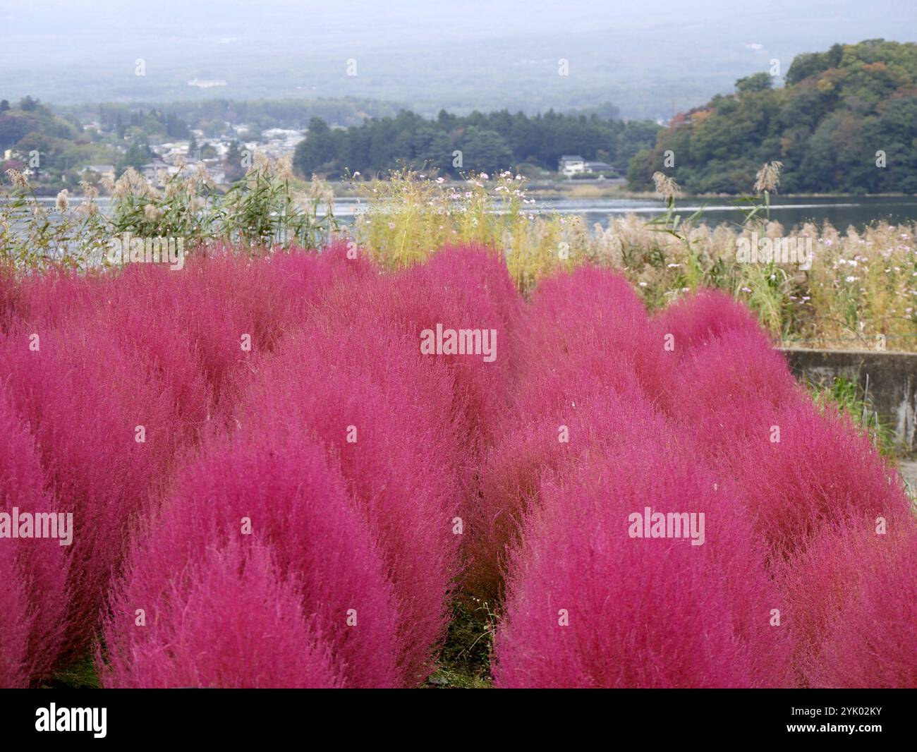 kochia rosso magenta o cipresso estivo di fronte al lago kawaguchi in giappone nella stagione autunnale con tempo coperto. Paesaggio naturale di Fuschia al parco Oishi Foto Stock