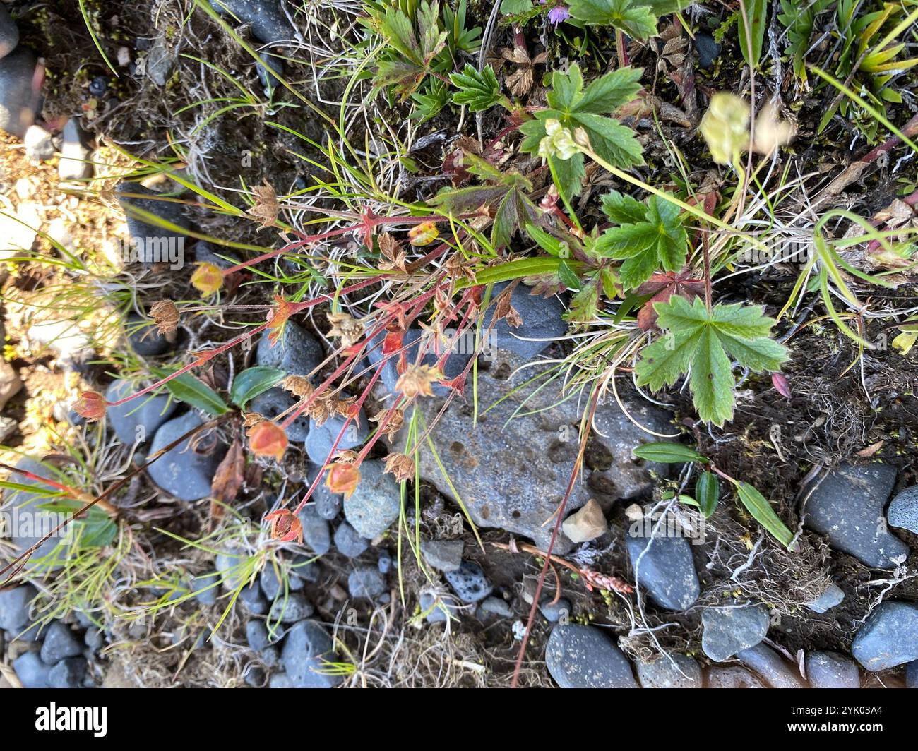 Alpine Cinquefoil (Potentilla crantzii) Foto Stock