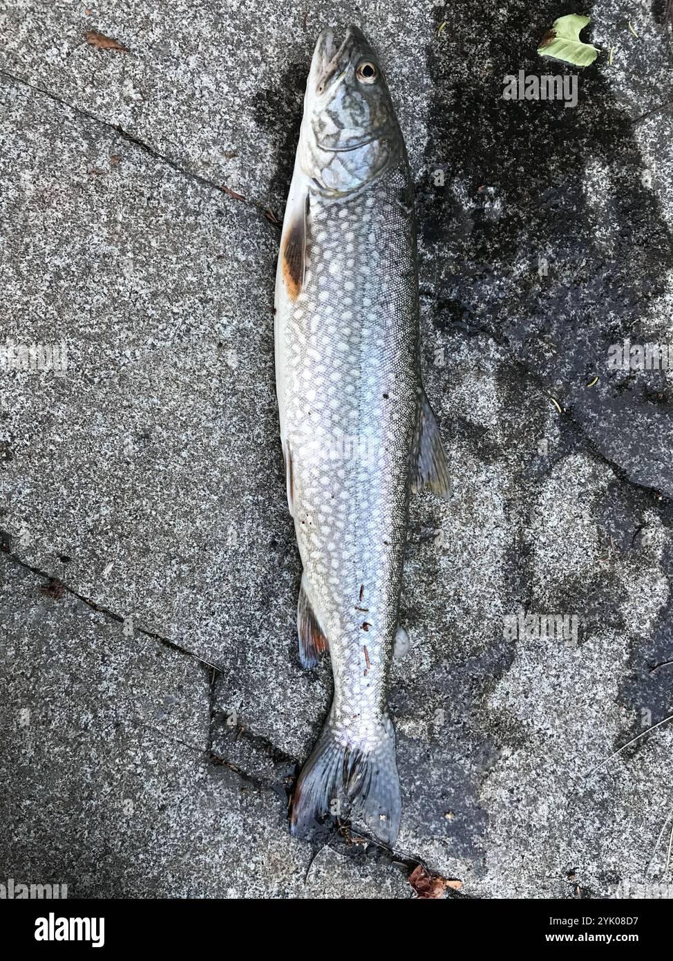 Trota di lago (Salvelinus namaycush) Foto Stock