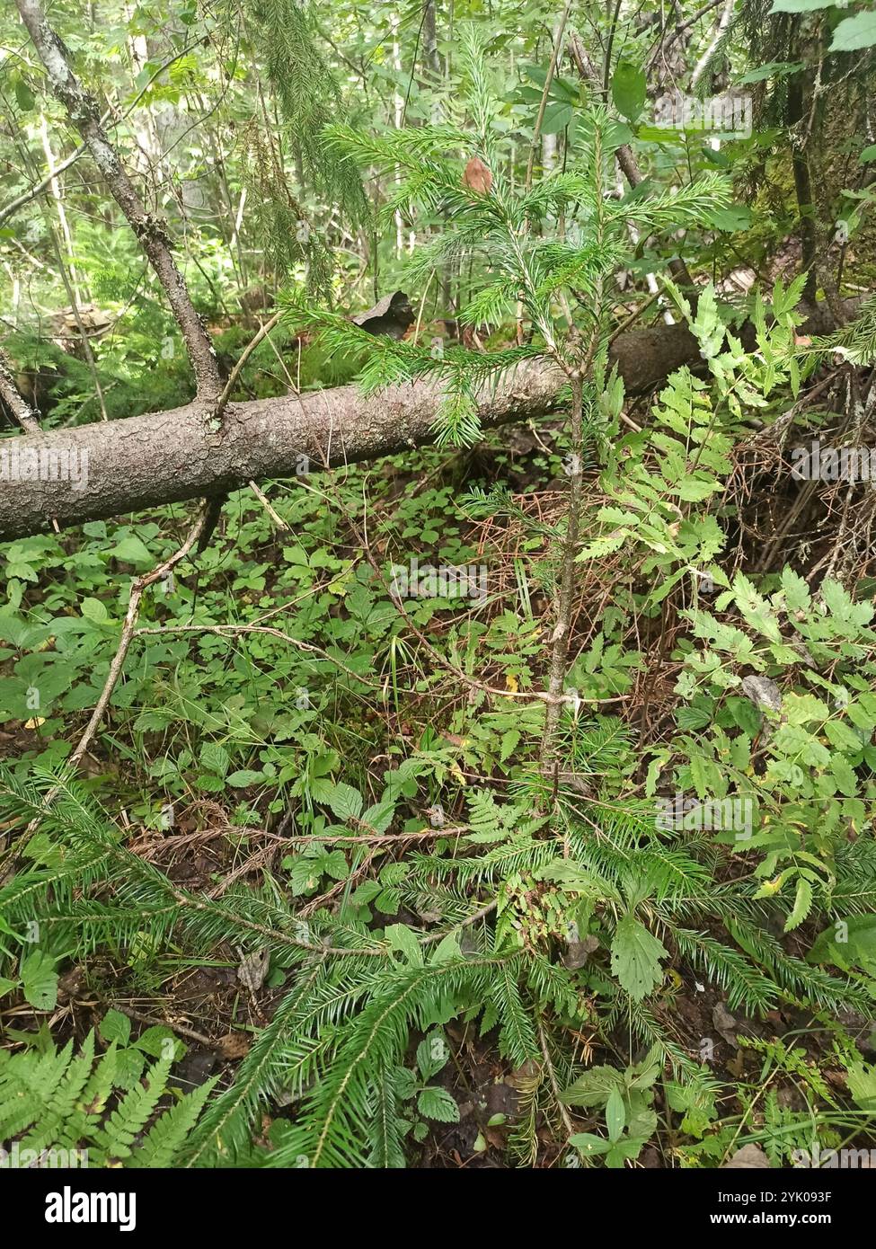 Abete siberiano (Abies sibirica) Foto Stock