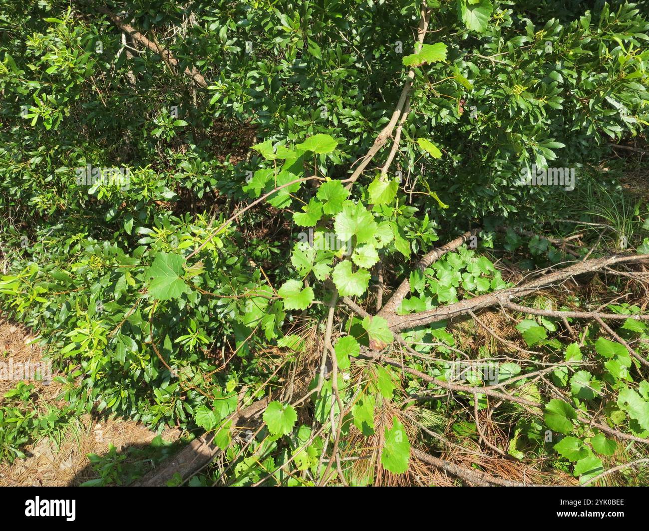 Muscadina (Vitis rotundifolia) Foto Stock