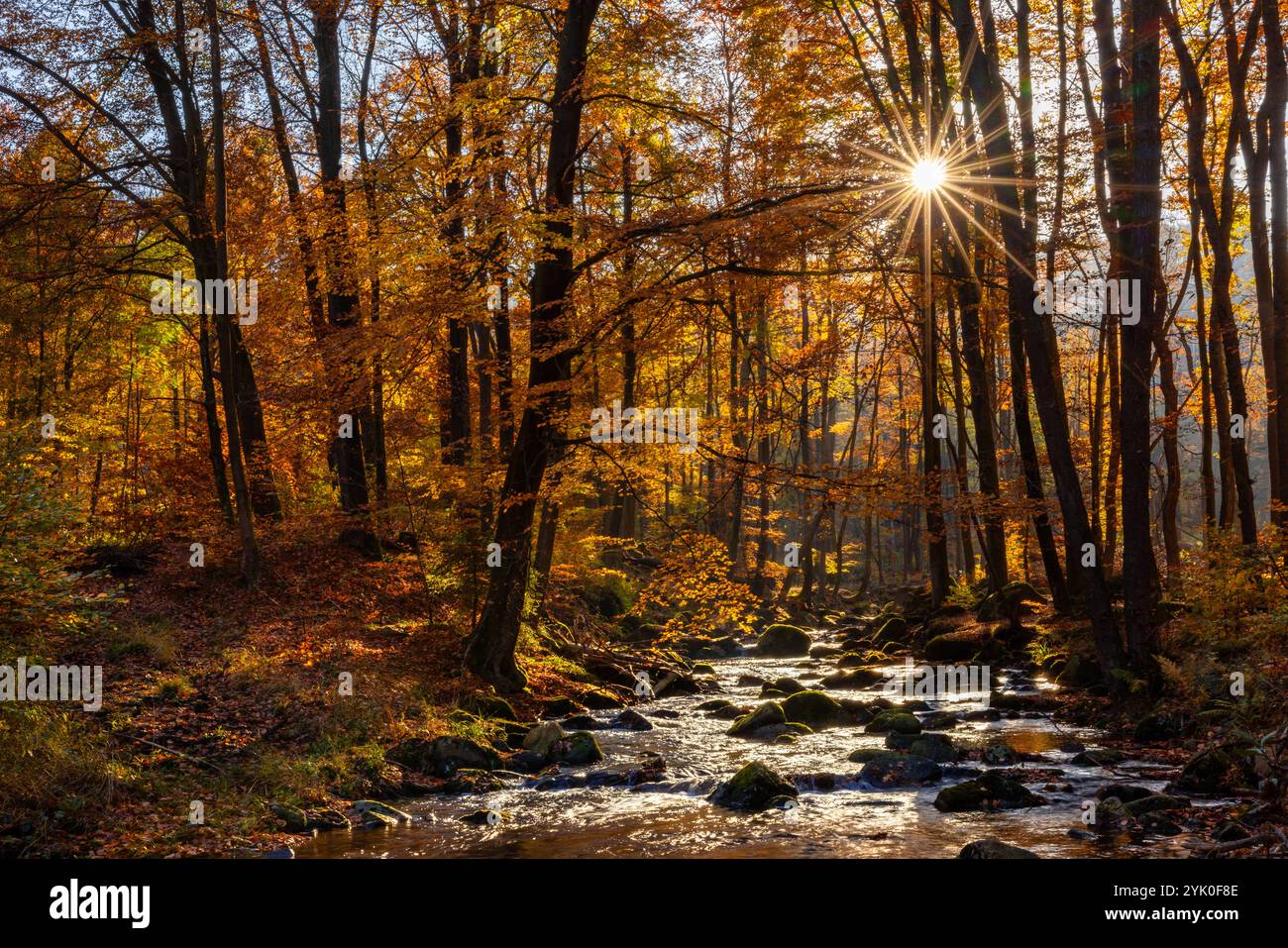 Europa Deutschland Sachsen-Anhalt Harz Oberharz: Die tief stehende Sonne scheint in das Ilsetal bei Ilsenburg *** Europa Germania Sassonia Anhalt Harz Up Foto Stock