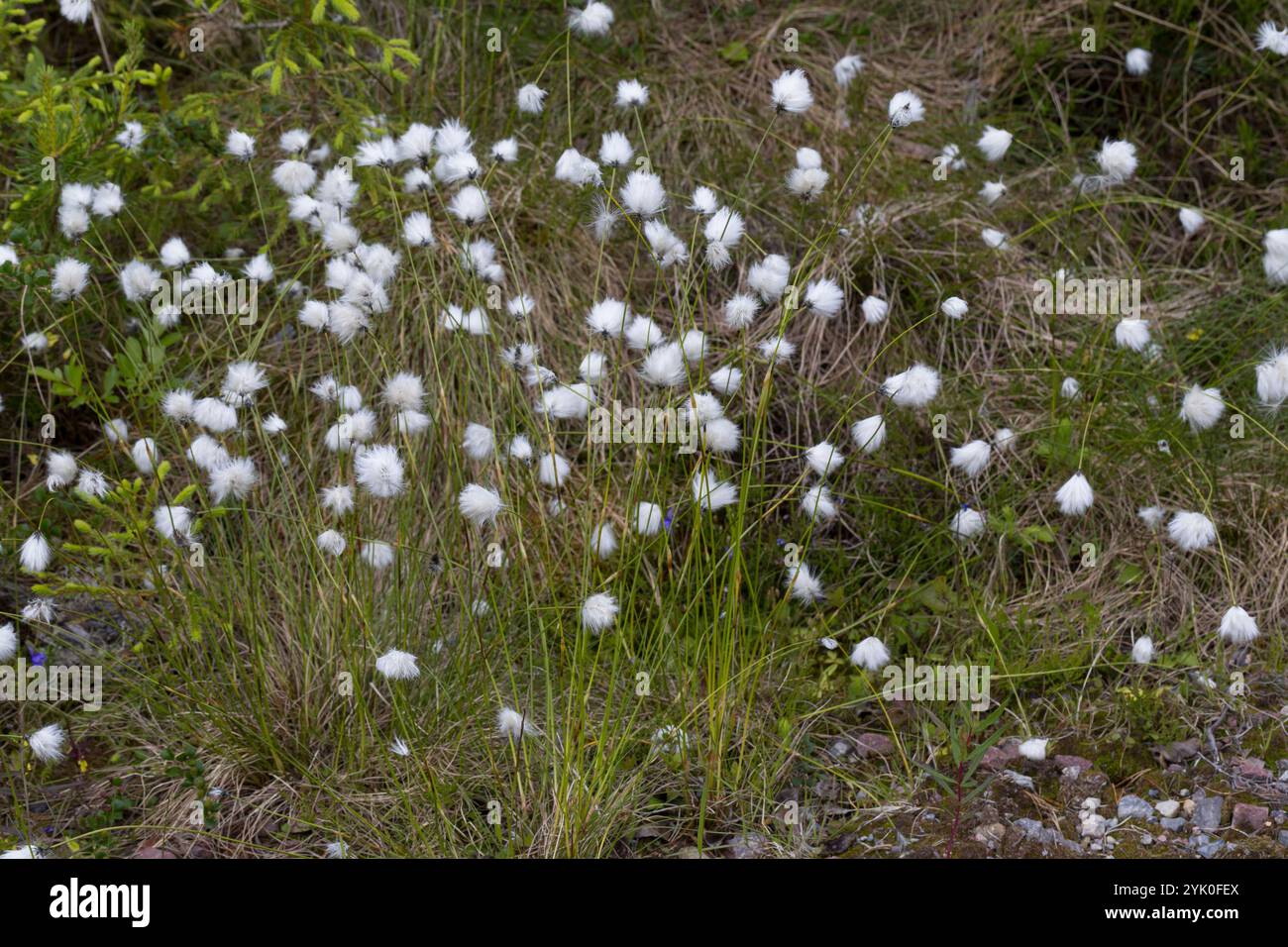 Scheiden-Wollgras, Scheidenwollgras, Moor-Wollgras, Scheidiges Wollgras, Schneiden-Wollgras, Wollgras, Wollgräser, Eriophorum vaginatum, coda di lepre c Foto Stock