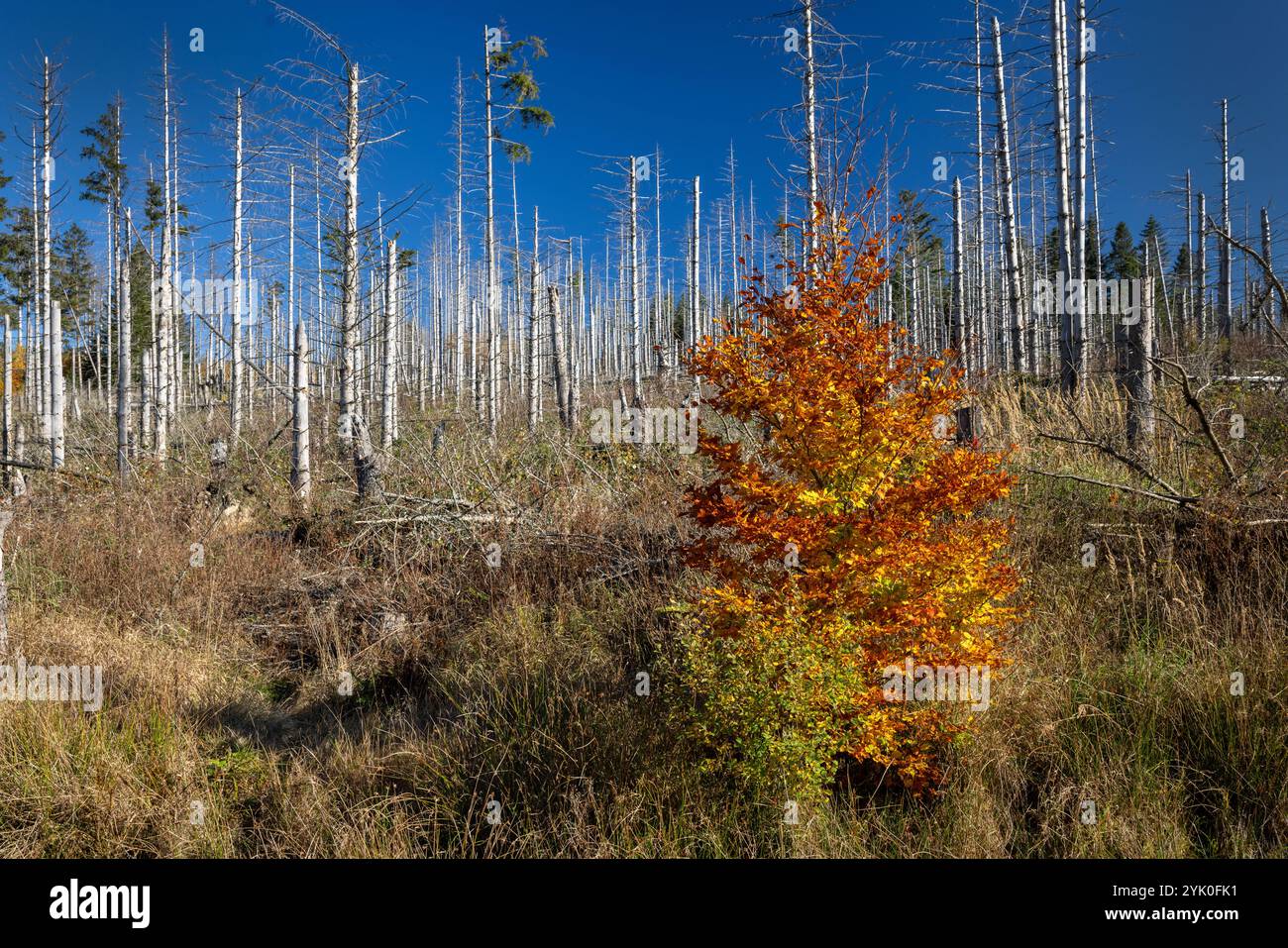 Europa Deutschland Sachsen-Anhalt Harz: Herbstlich gefärbte Buche steht vor alten abgestorbenen Fichtenwald *** Europa Germania Sassonia Anhalt Harz Autu Foto Stock
