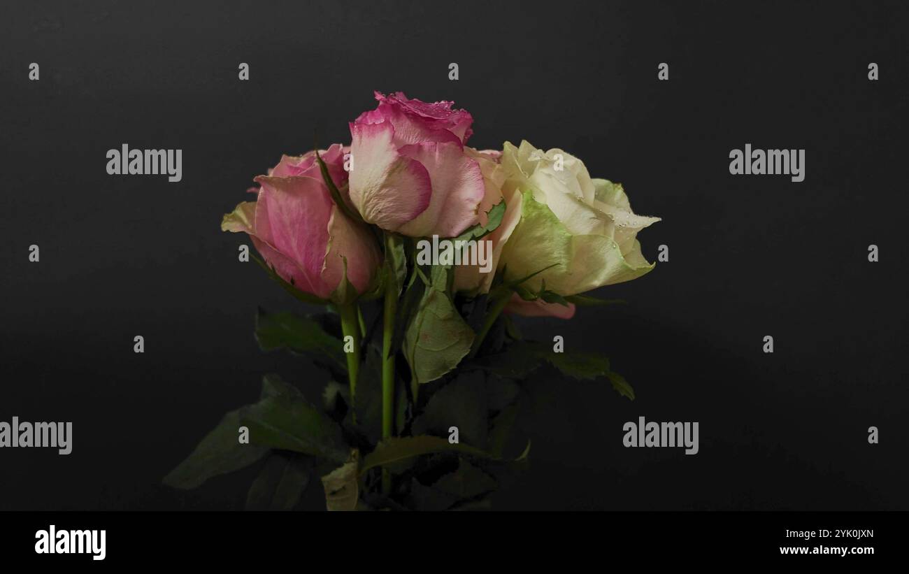 Bouquet di rose colorate su sfondo nero. Rose multicolore su sfondo scuro Foto Stock