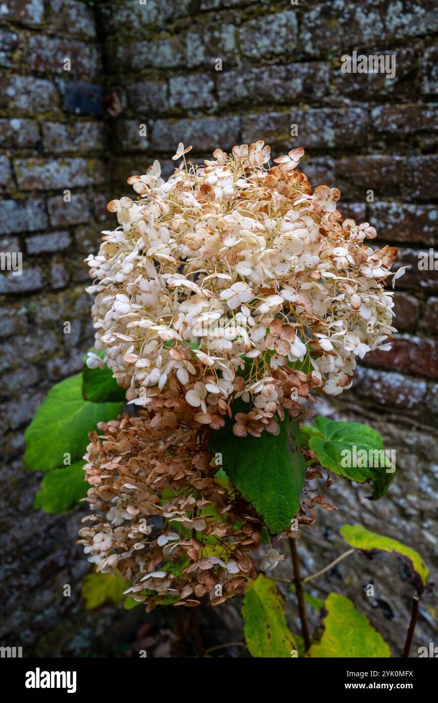 Due teste floreali di ortensie mostrate contro un muro di mattoni invecchiato Foto Stock