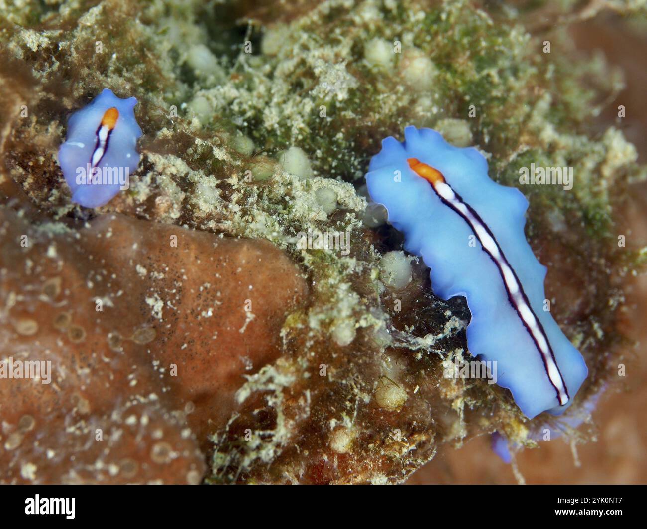 Due vermi piatti blu, vermi idromassaggio a strisce (Pseudoceros bifurcus), su una barriera corallina, sito di immersione Spice Reef, Penyapangan, Bali, Indonesia, Asia Foto Stock