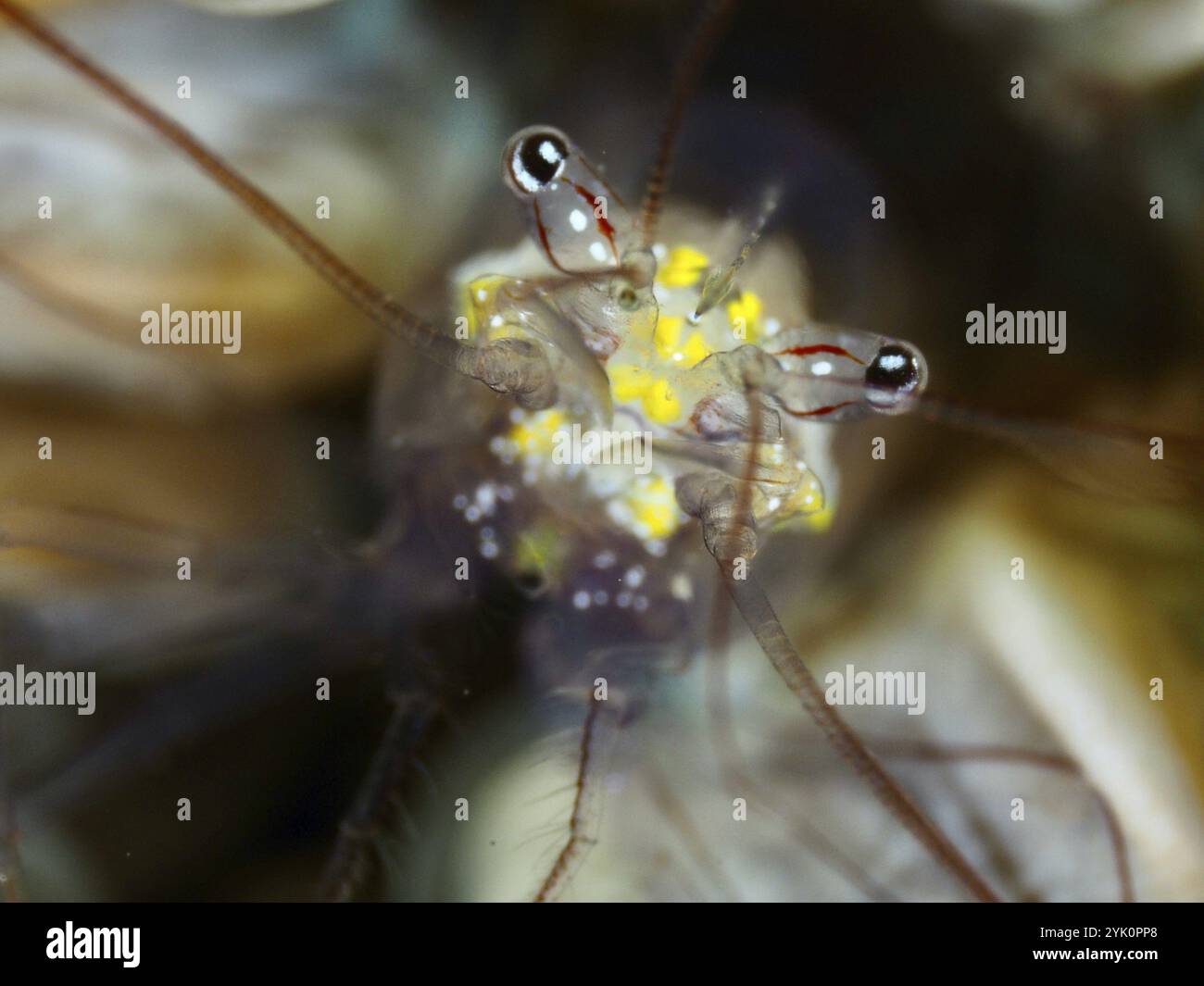 Ritratto di un gambero con occhi enormi e puntini gialli, gambero corallino della vescica di Smit (Palaemonella smiti) su corallo vescicale, sito di immersione Spice Reef, Penyapan Foto Stock