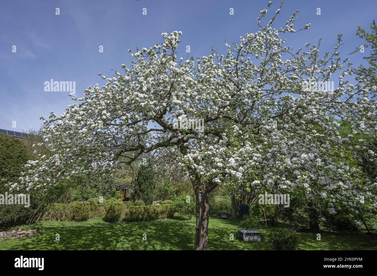 Ciliegio fiorito (Prunus avium) in un giardino, Baviera, Germania, Europa Foto Stock