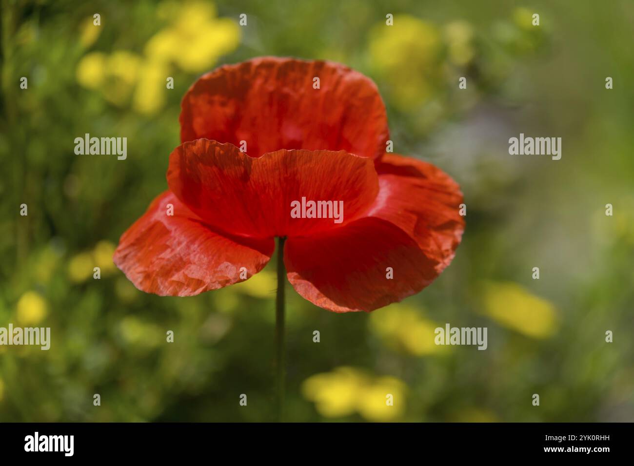 Papavero di mais (Papaver rhoeas), Muensterland, Renania settentrionale-Vestfalia, Germania, Europa Foto Stock