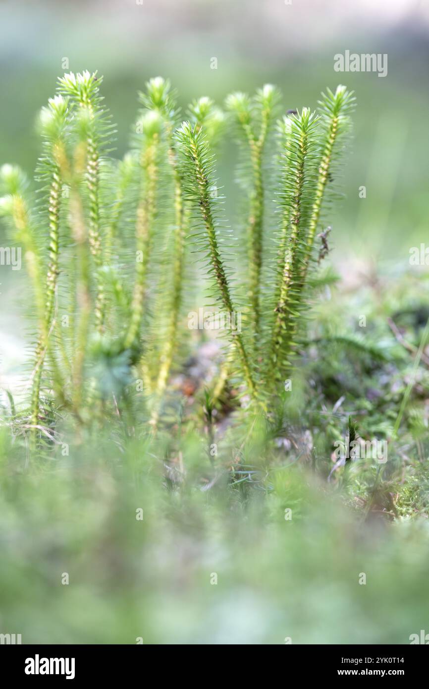 Licopode di abete (Huperzia selago), primo piano sul fondo della foresta, Parco nazionale Kellerwald-Edersee, Germania, Europa Foto Stock