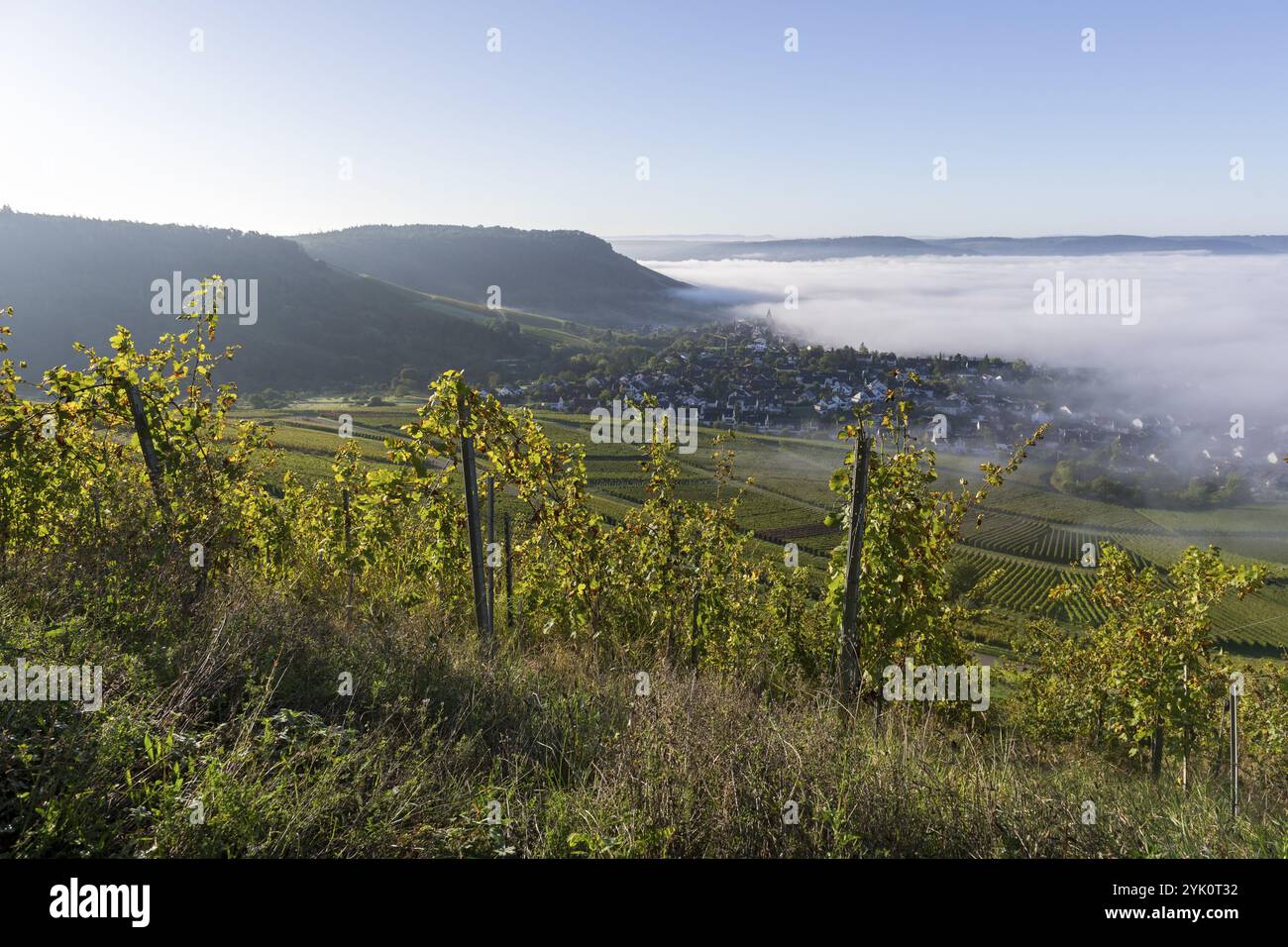 Vista mattutina dei vigneti nebbiosi nella valle, circondati da colline ondulate e un cielo azzurro cristallino, Korb-Steinreinach, Remstal, Baden-Wuerttemberg, Germa Foto Stock