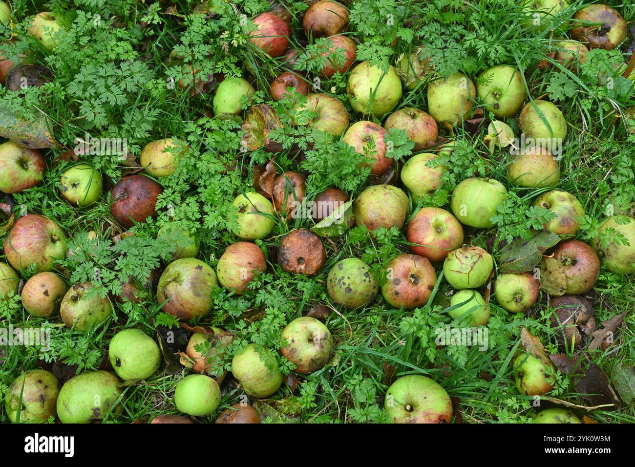 Windfall mele autunnali sull'erba del giardino britannico ottobre Foto Stock