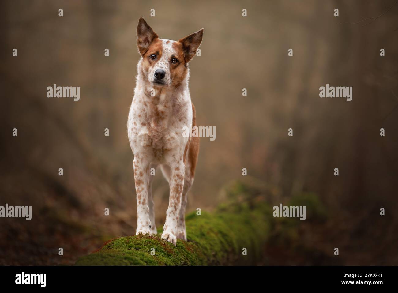 Australian Shepherd x Australian Cattle Dog Mix è un modello di cane perfetto nei boschi Foto Stock