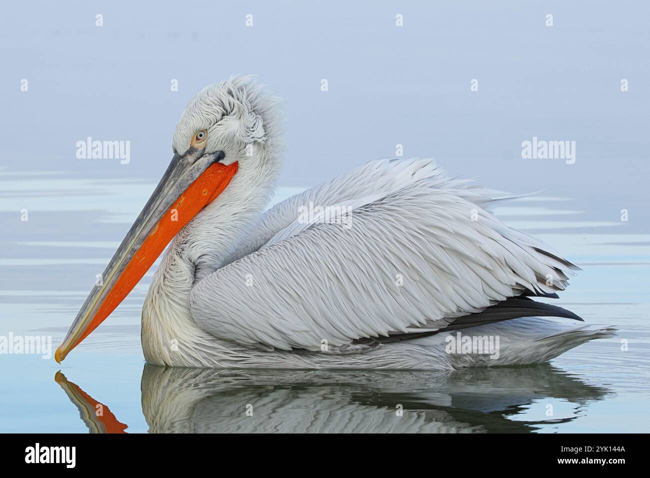 Adulti: Nuotata dalmata pelicana sul lago Kerkini in Grecia Foto Stock