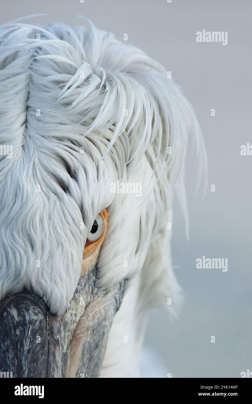 Primo piano della testa di un pelicano dalmata adulto Foto Stock