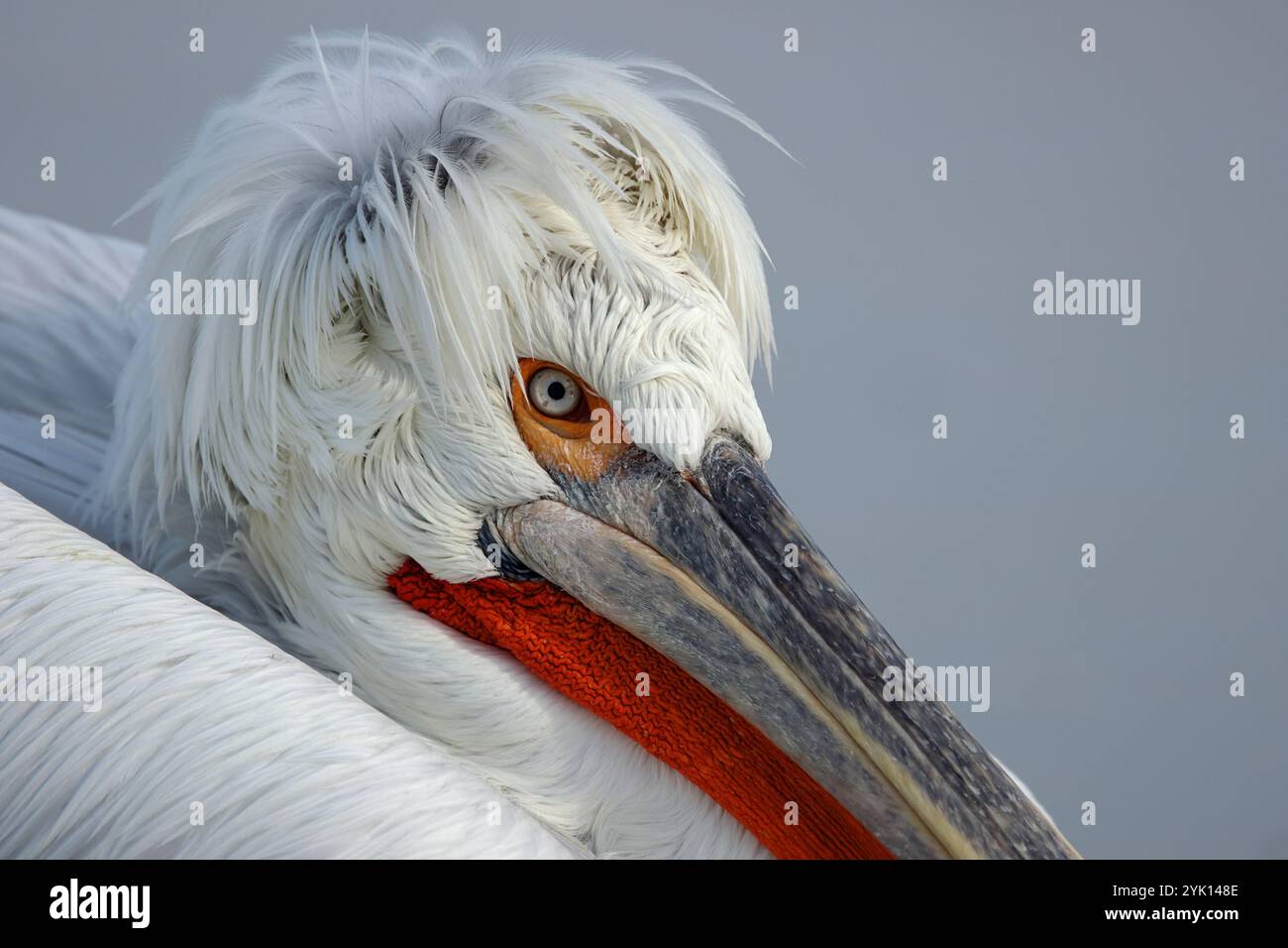 Ritratto di un pelicano dalmata adulto in vista laterale Foto Stock