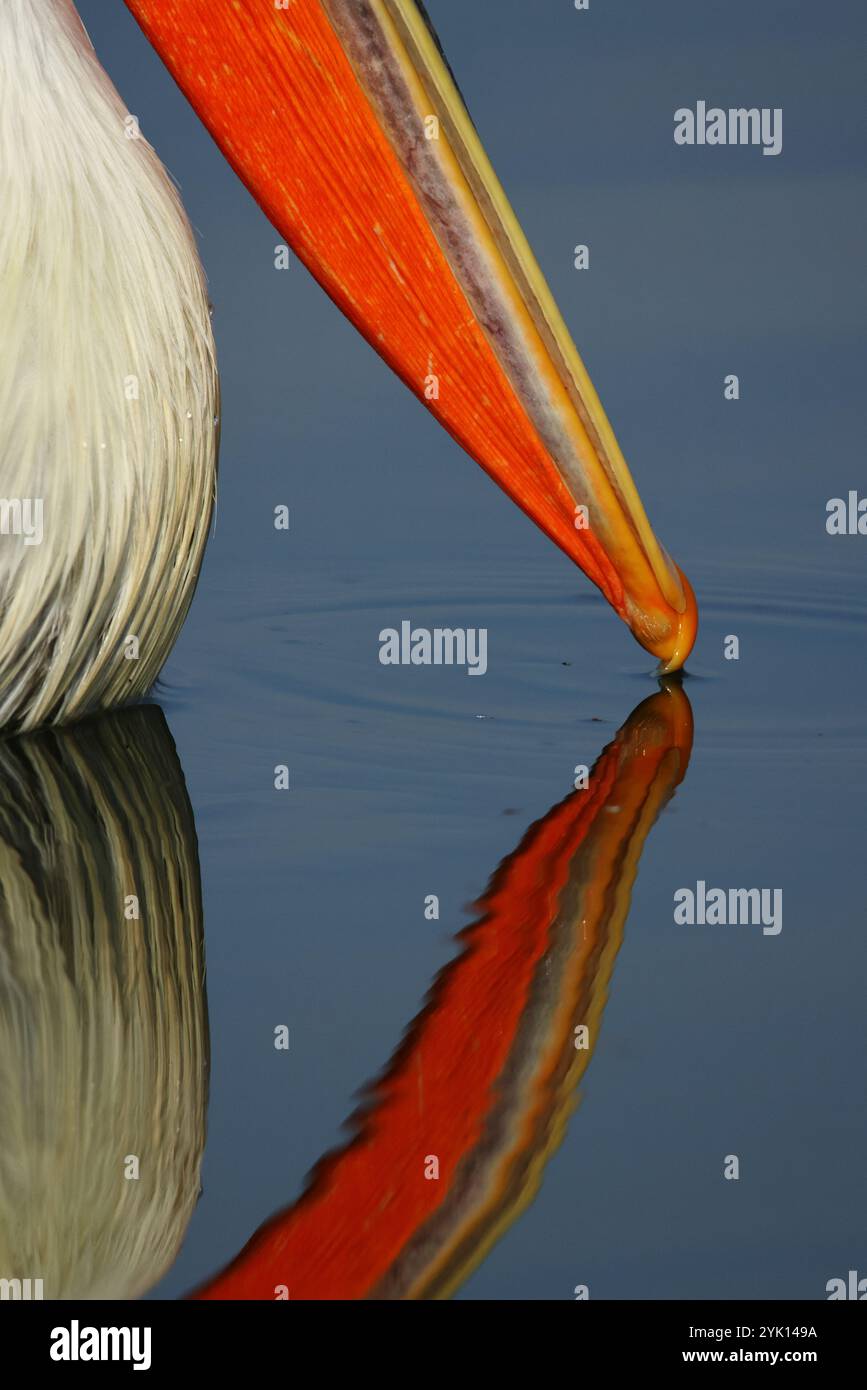 Foto dettagliata del becco e della busta rossa di un pelicano dalmata adulto che nuotava sul lago Kerkini in Grecia Foto Stock