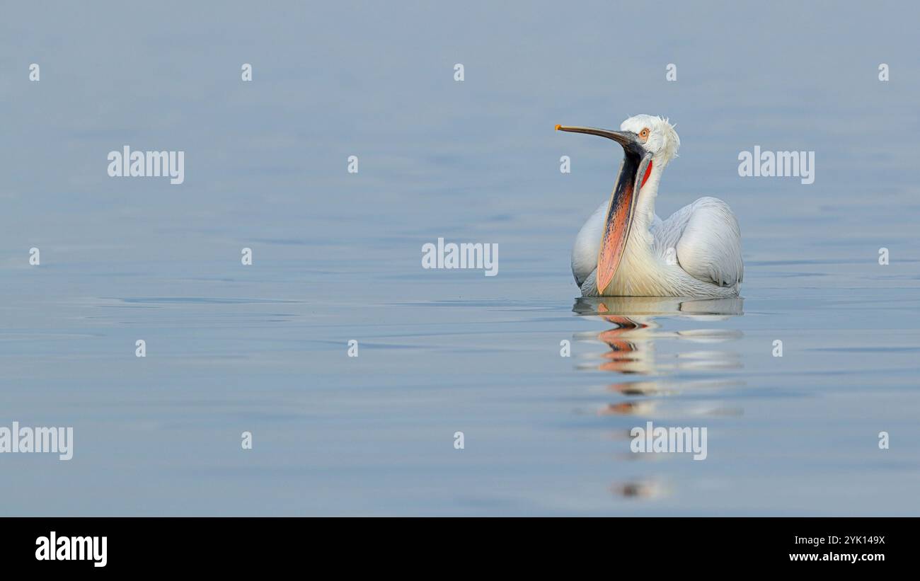 Pelican dalmata che nuota con ampio becco aperto Foto Stock