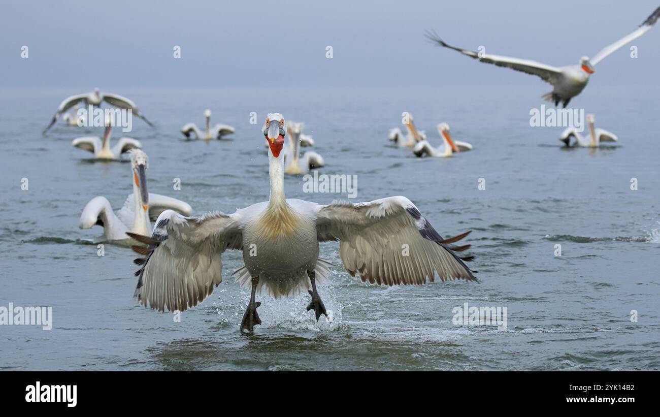 Un gruppo di dalmati Pelicansswimming dietro una barca, un uccello sta iniziando a volare Foto Stock