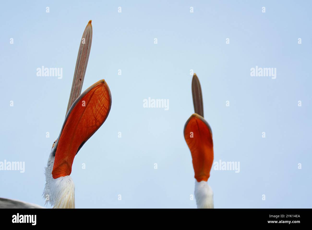Due pellicani dalmati che sollevano il becco con la sacca rossa nel cielo Foto Stock