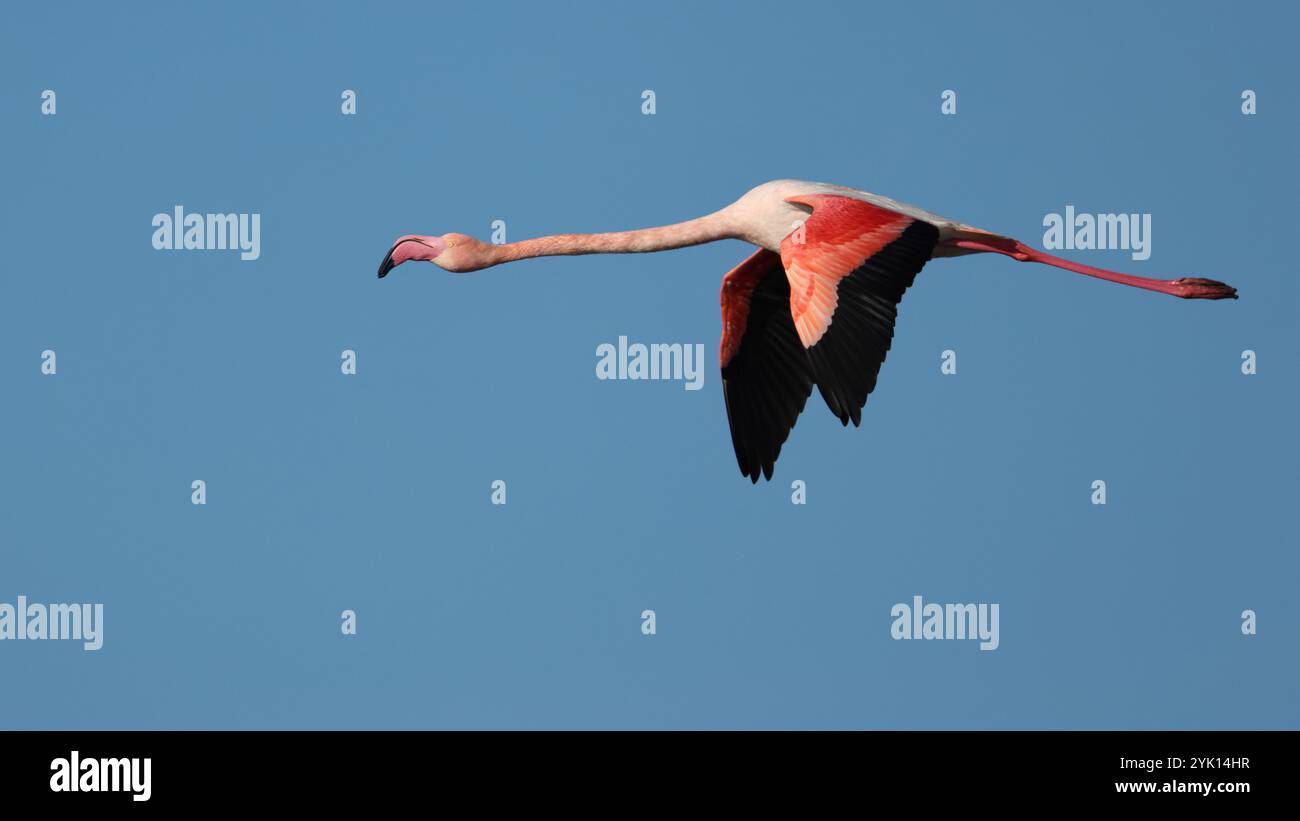 Grande Flamingo in volo nel cielo blu Foto Stock