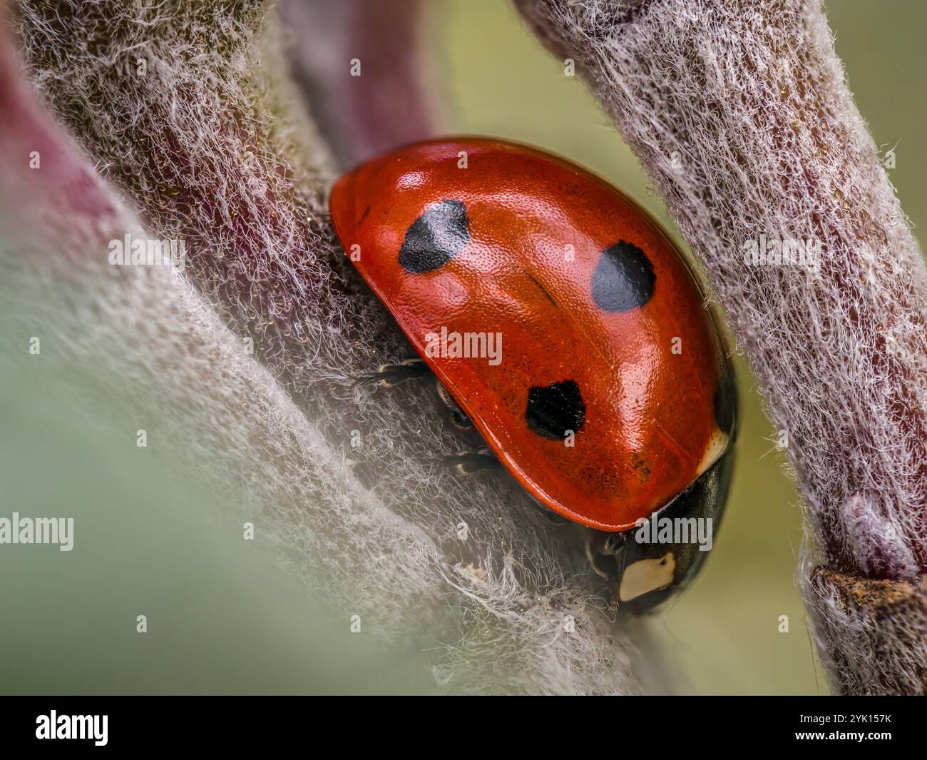 Foto macro dettagliata di una coccinella con guscio rosso brillante e macchie nere, incastonata su un gambo di pianta sfocata. L'immagine cattura la bellezza e il tra Foto Stock