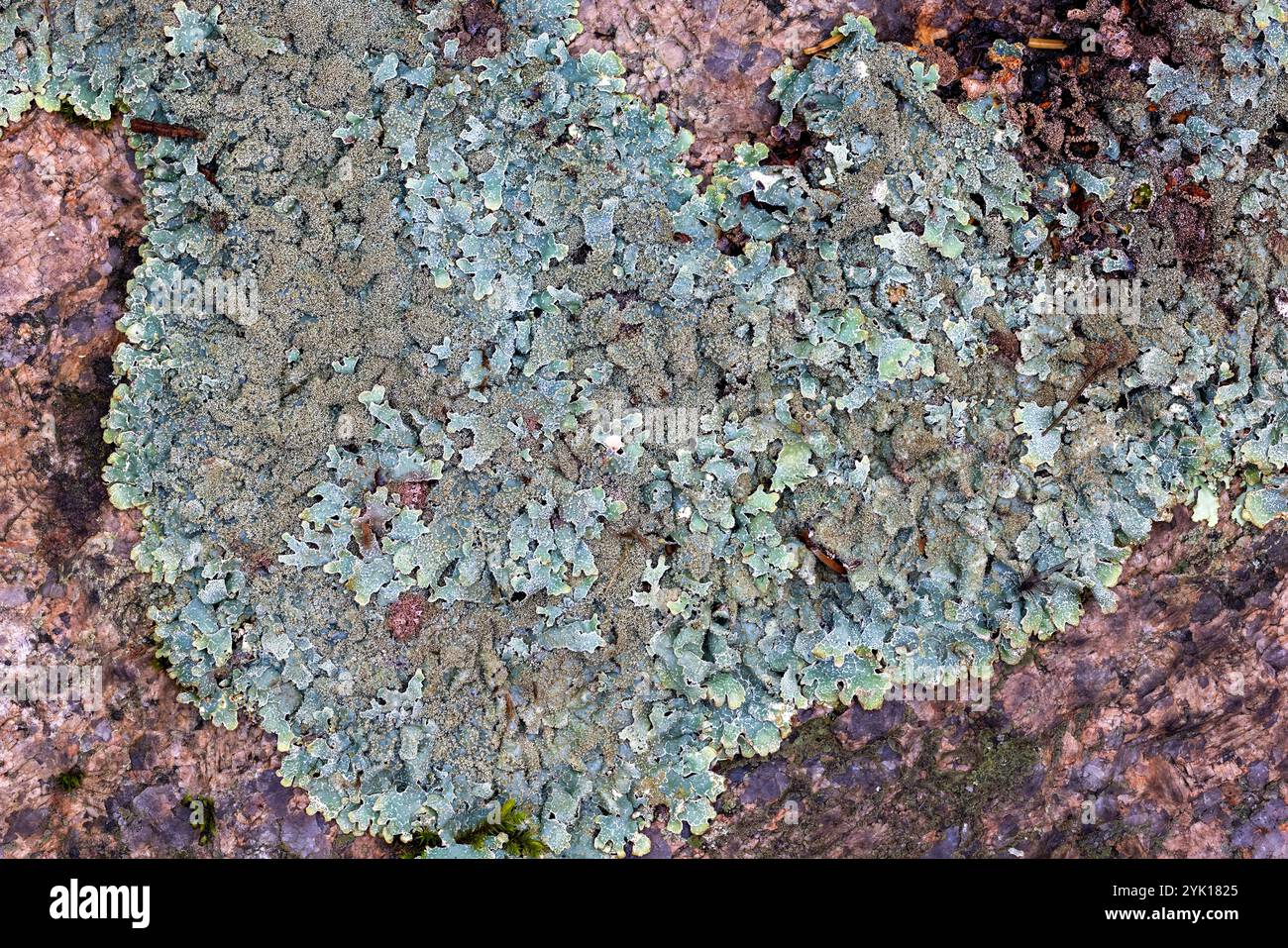 Lichene di scudo salato Foto Stock