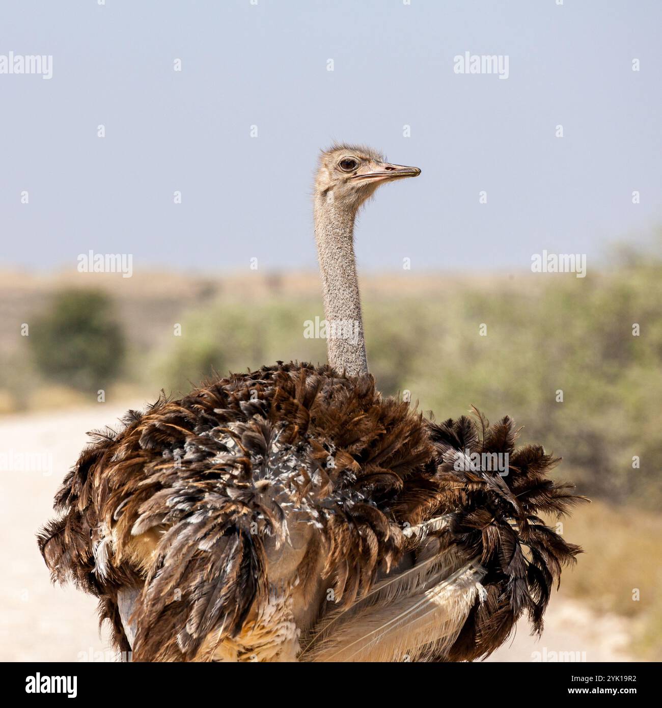 Sudafrica, Botswana, Kgalagadi Transborder Park, struzzi (Struthio camelus australis), femmina Foto Stock