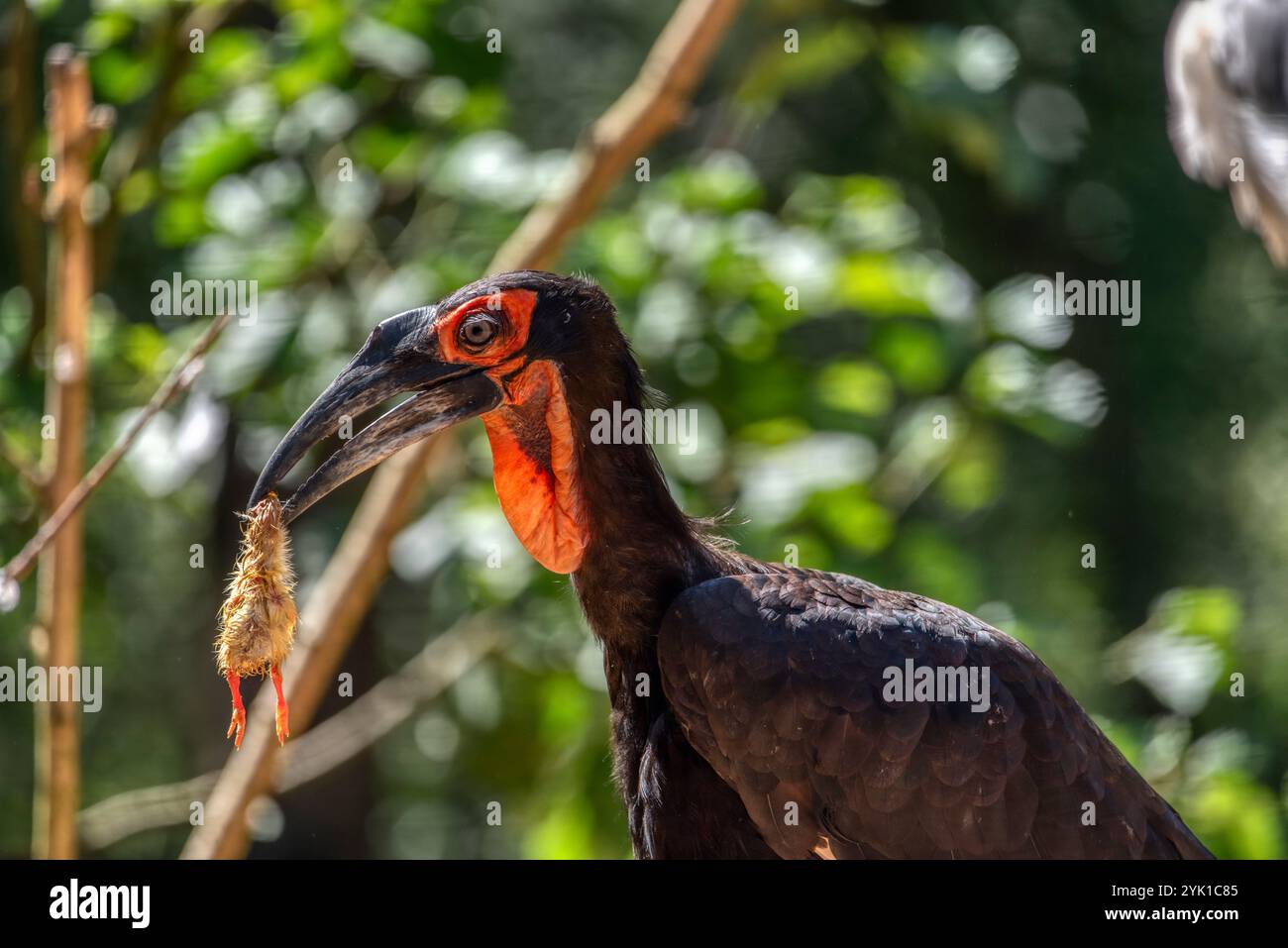 Hornbill, terra meridionale, nell'erba, la mattina Foto Stock