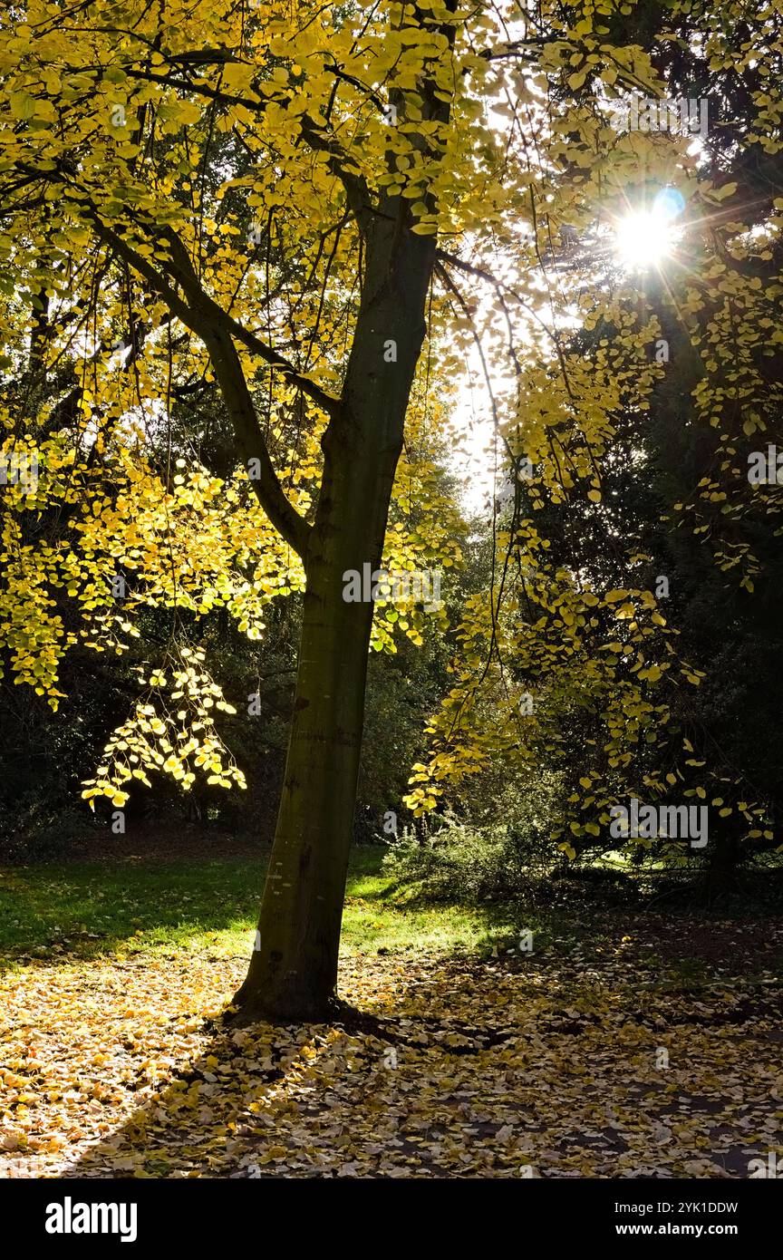 Il sole splende tra gli alberi nel bosco con foglie autunnali che coprono il fondo della foresta Foto Stock