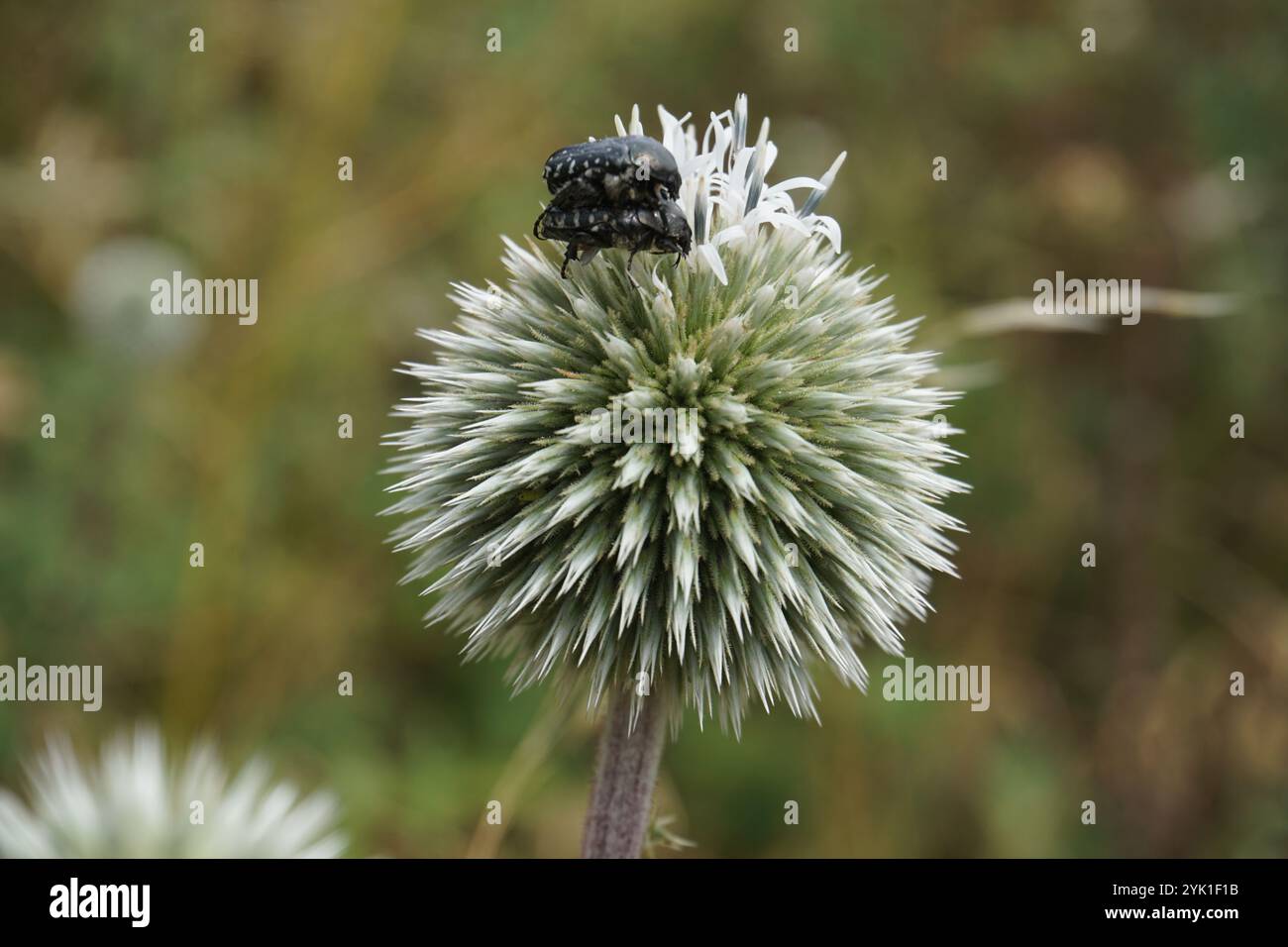 primo piano sull'accoppiamento di coleotteri neri su un cardo Foto Stock