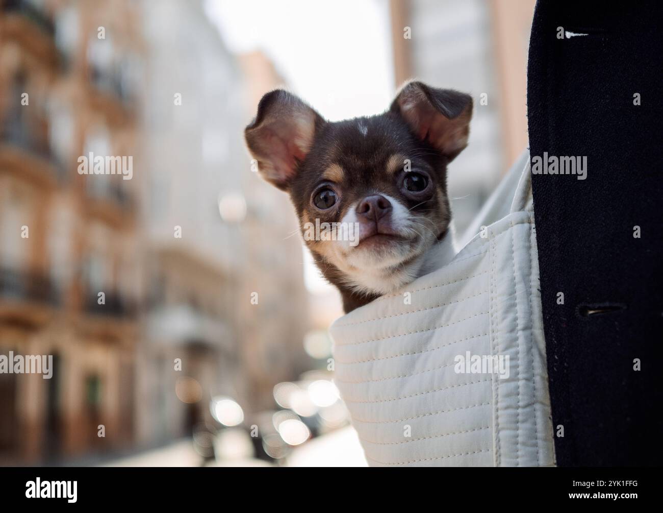 Chihuahua in un ambiente urbano da vicino Foto Stock