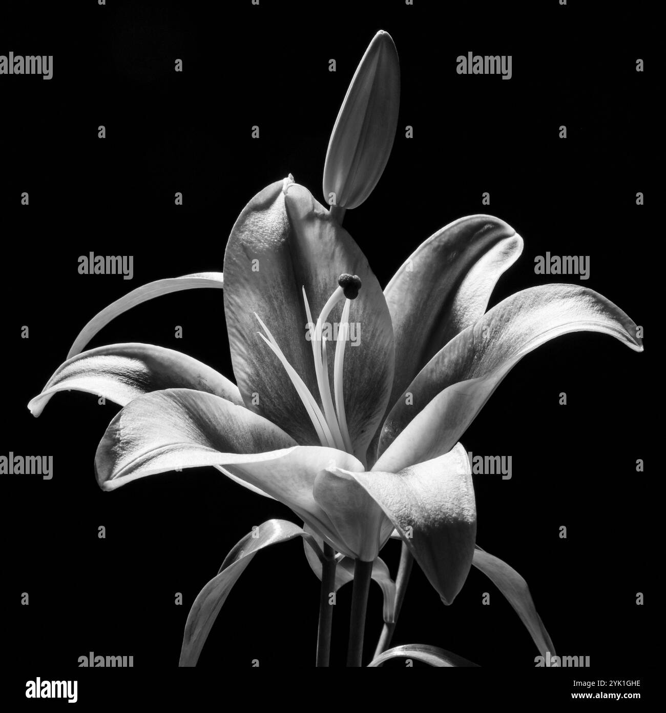 Bel fiore di lilio. Mauve e un litle di colore rosa e bianco. Foto Stock