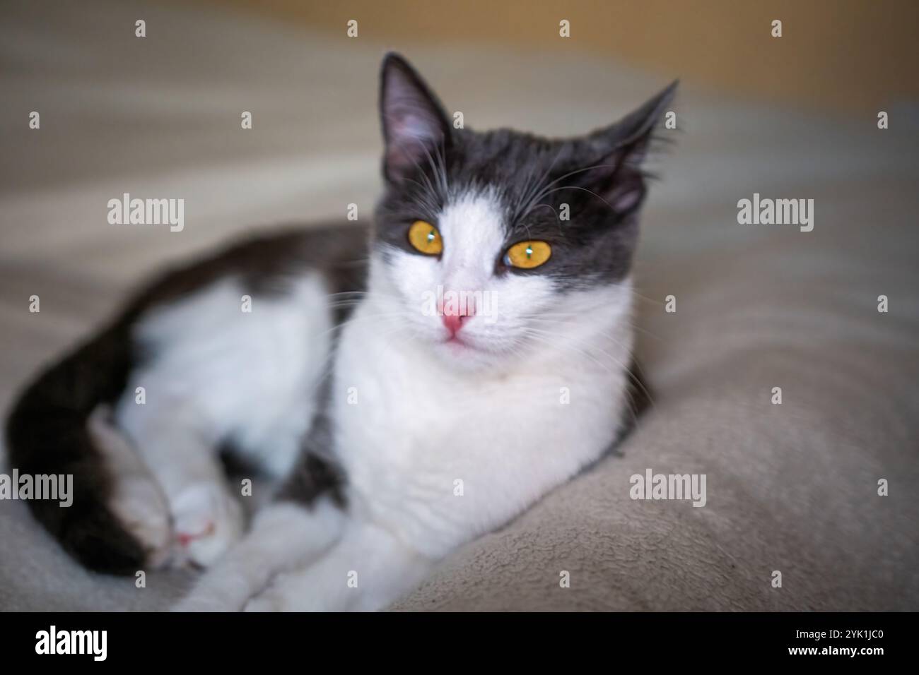 Cat, Bed, Home - gatto bianco e nero che si rilassa su un letto bianco di casa. Foto Stock