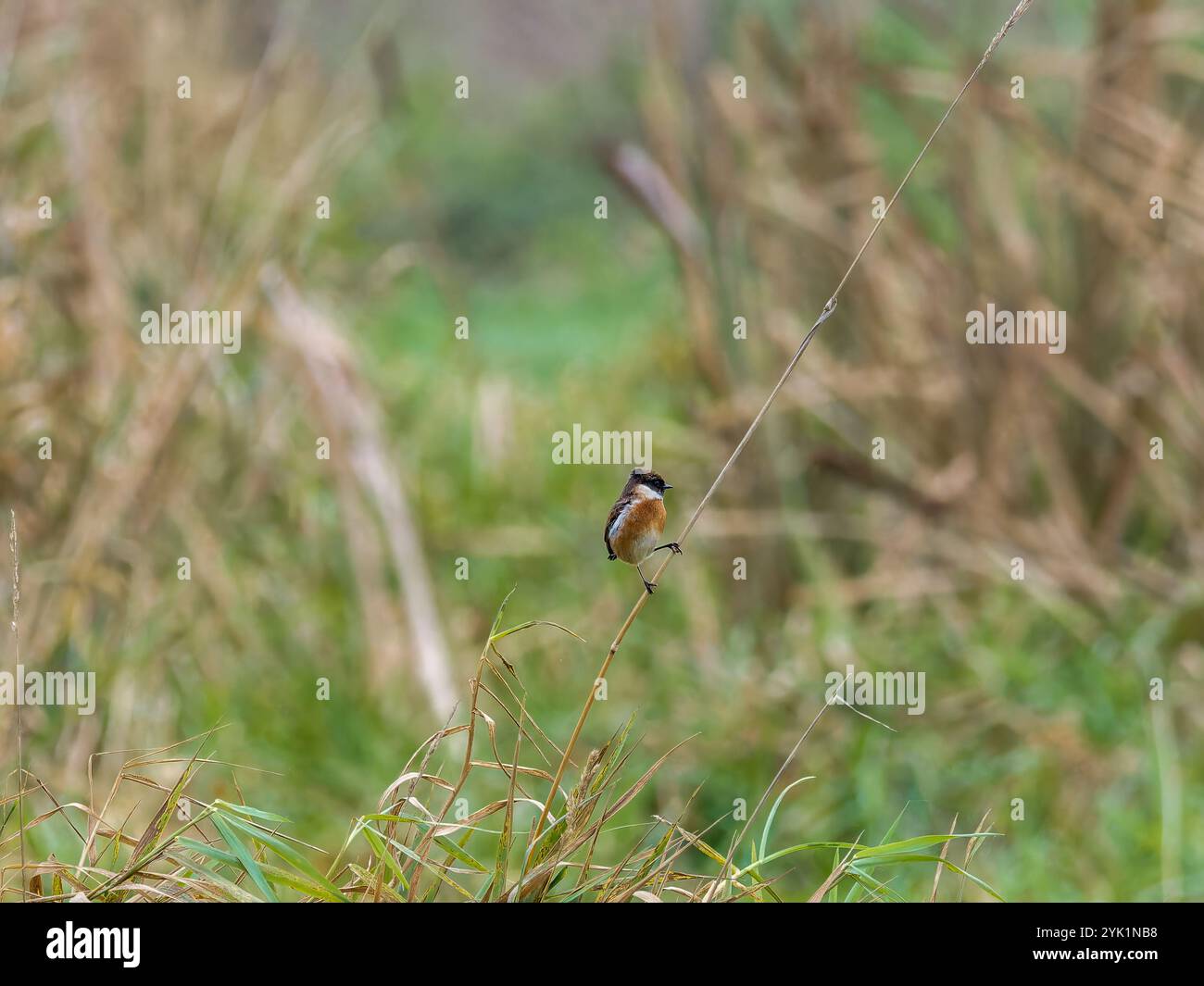 Maschio Stonechat su una canna Foto Stock