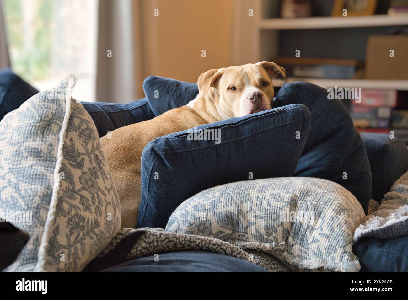 Stanley il pittie giallo nel suo forte preferito sul divano Foto Stock