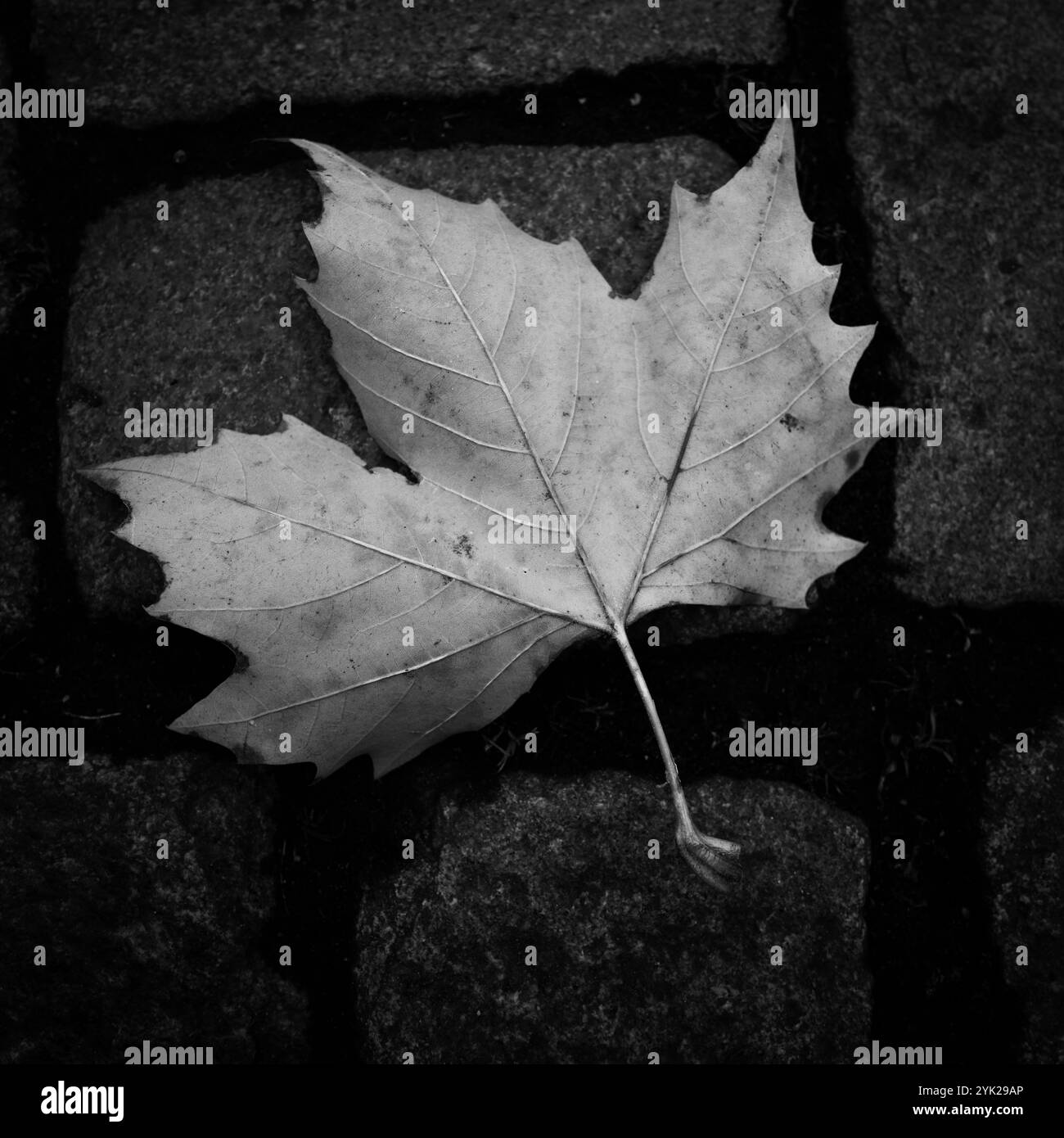 una foglia d'acero giace a terra in autunno Foto Stock