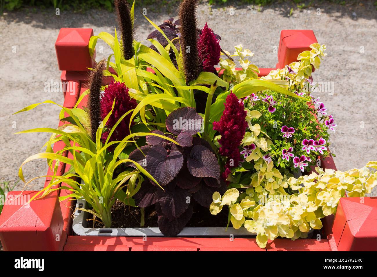 Setaria, Solenostemon - Coleus, Helichrysum 'Limelight', Pelargonium 'Citronella' - Geranio profumato, Celosia - Cockscomb piante che crescono in container. Foto Stock Setaria, Solenostemon - Coleus, Helichrysum 'Limelight', Pelargonium 'Citronella' - Geranio profumato, Celosia - Cockscomb piante che crescono in container. Foto Stock