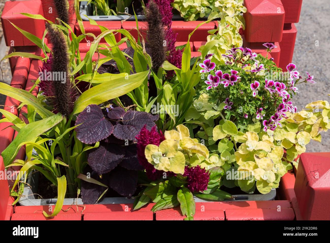 Setaria, Solenostemon - Coleus, Helichrysum 'Limelight', Pelargonium 'Citronella' - Geranio profumato, Celosia - Cockscomb piante che crescono in container. Foto Stock Setaria, Solenostemon - Coleus, Helichrysum 'Limelight', Pelargonium 'Citronella' - Geranio profumato, Celosia - Cockscomb piante che crescono in container. Foto Stock